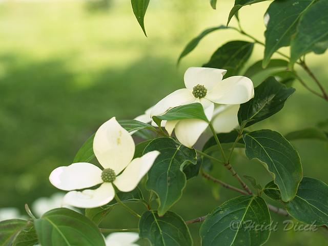 Cornus kousa Norman Haddon bluete.jpg